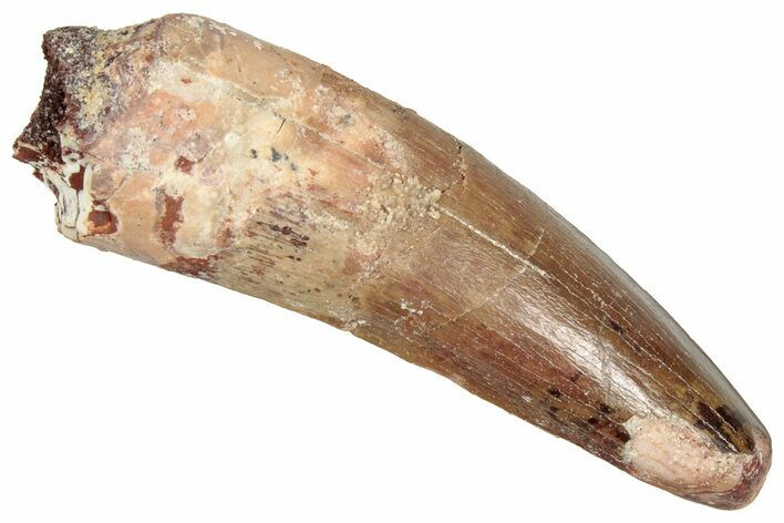 Fossil Spinosaurus Tooth - Feeding Worn Tooth #357814